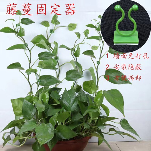 Green ivy wall mounting clip plant vine holder no-drill climbing vine clip climbing hook