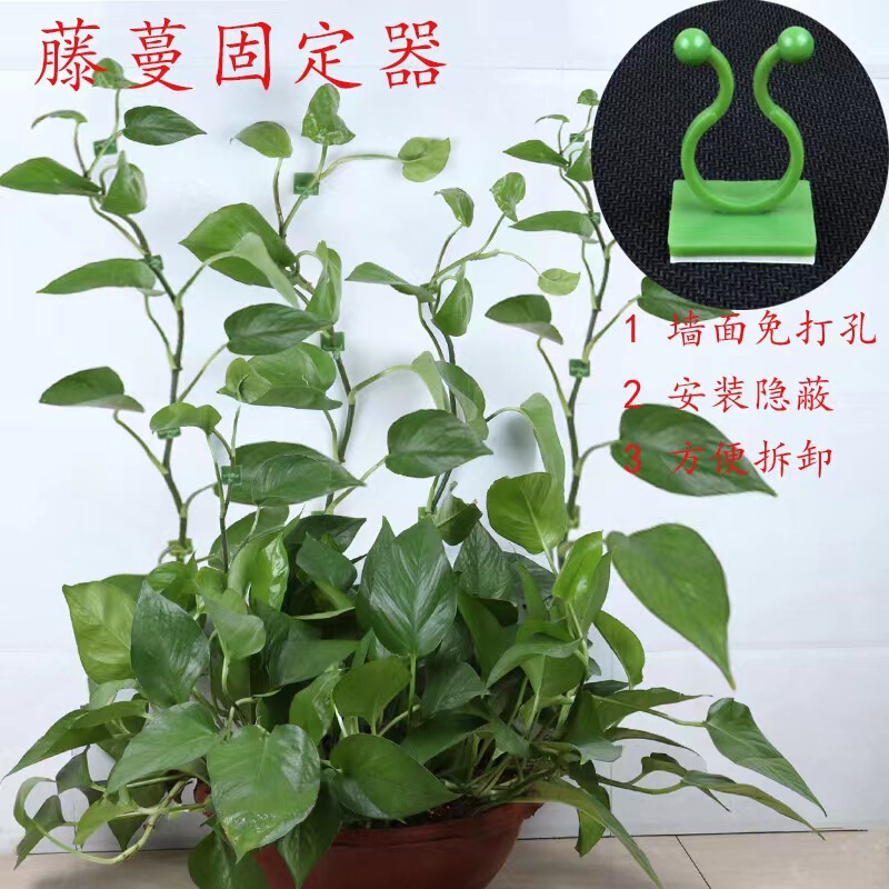Green Rose Climbing Wall Fixer Vine Plant Fixer Punch-Free Climbing Wall Vine Fixer Climbing Hook Green Rose Climbing Wall Fixer Vine Plant Fixer Punch-Free Climbing Wall Vine Fixer Climbing Hook