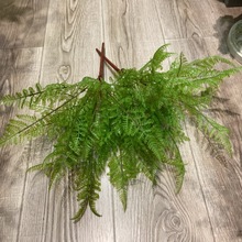 ��˹��ާ� ���Ķ� ֲ�ﱳ�������۔[�Ų廨�b��~�Ӷ���¿�