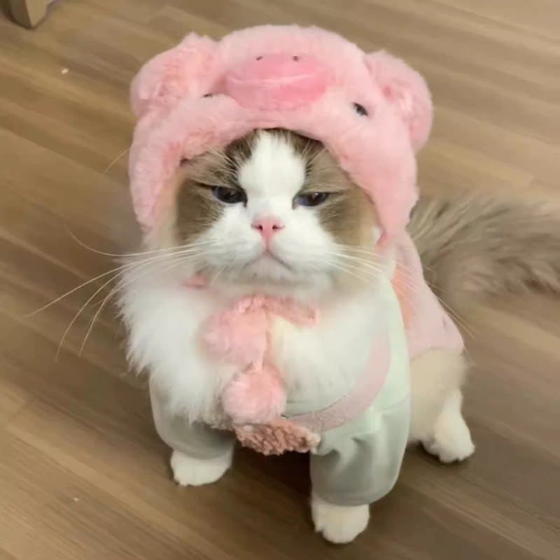 宠物狗狗比熊泰迪网红头套可爱变装小猪帽子猫咪可爱拍照头饰秋冬|undefined