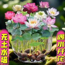 【7天发芽】碗莲种四季开花水培水养绿植物睡莲荷花无土盆栽花卉