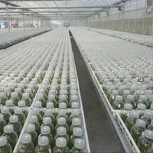 玻璃组培瓶220ml240ml350ml480ml透明虫草瓶幼苗培养瓶兰花温菌瓶