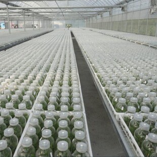 �����M��ƿ220ml240ml350ml480ml͸���x��ƿ�������Bƿ�m���ؾ�ƿ