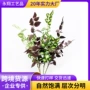 仿真婚庆背景节日尤加利叶