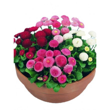 进口雏菊塔苏种子庭院多年生喜冷凉耐寒花卉种籽室外四季播种开花