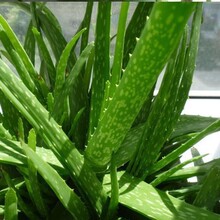 ���A�J�C�߼y�J�C����Ժ���wͥ�@����ֲ���҃����⻨������