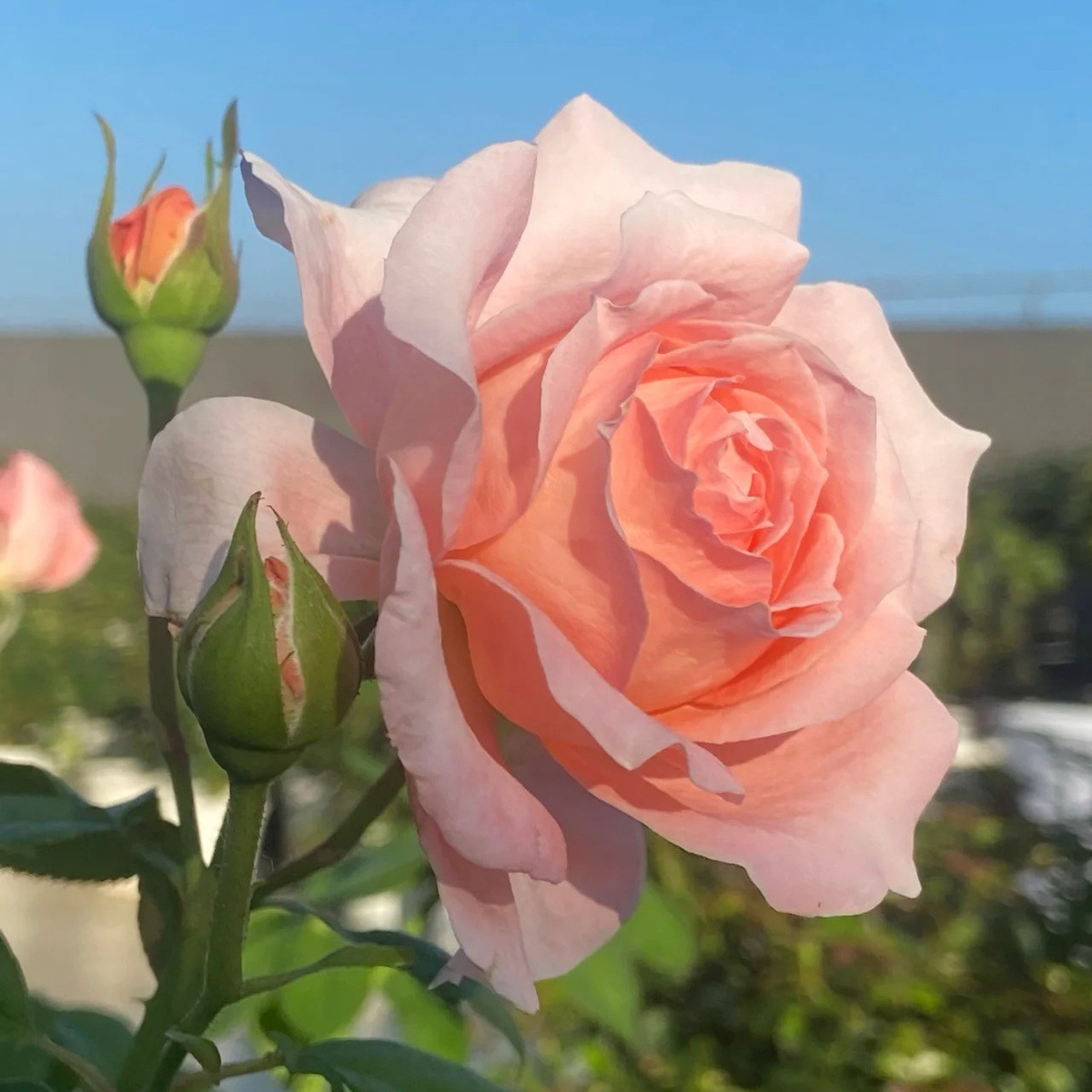 안소피빅 [큰 꽃과 가벼운 향기] 작은 모종