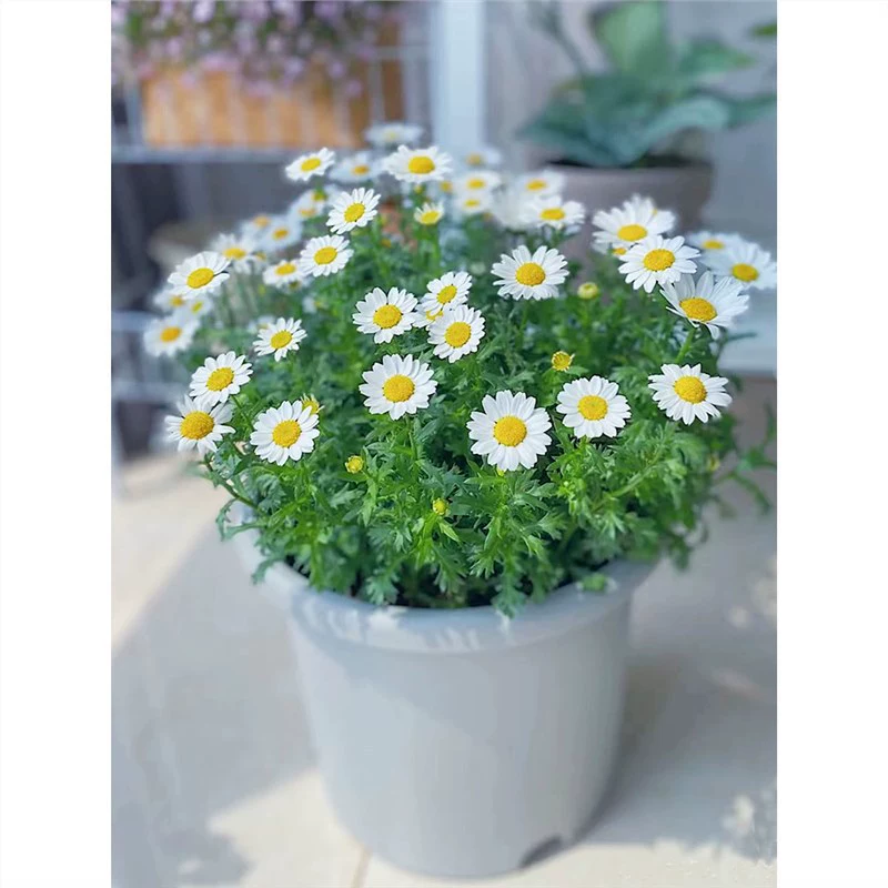 Маленькие семена цветов ромашки легко выживают, семена подсолнечника ромашки посеваются в любое время года, а комнатные и уличные горшечные растения на балконе цветут.