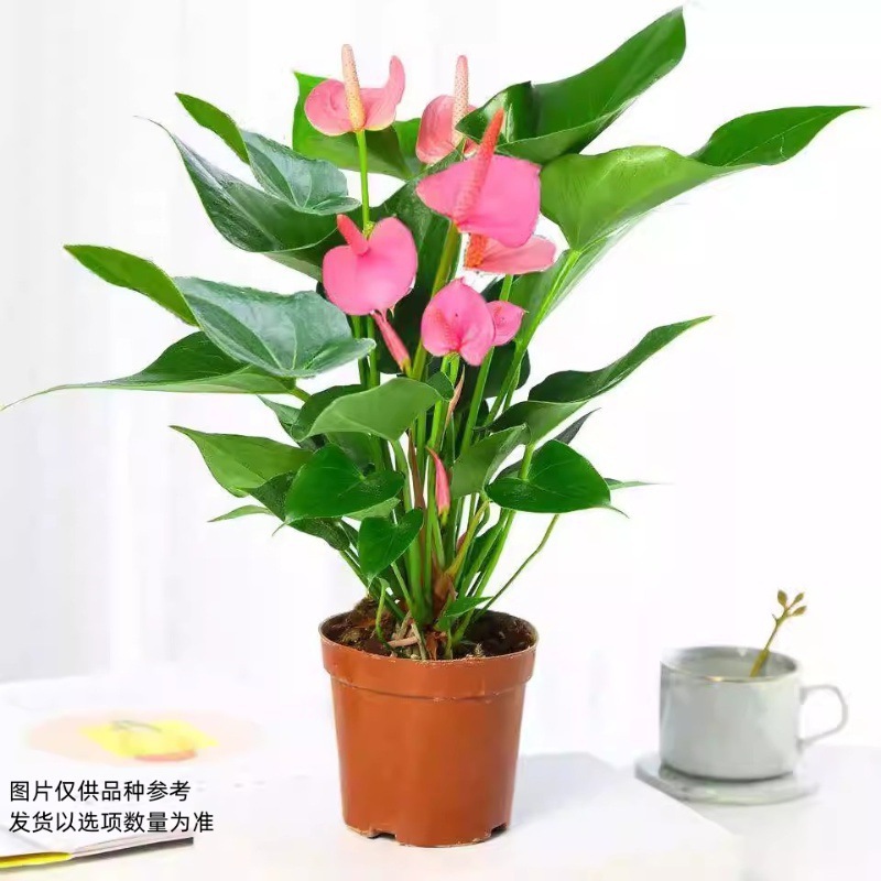 꽃이 1~3개인 고운 분홍색 야자나무(화분 없는 싱글 식물) + 영양액