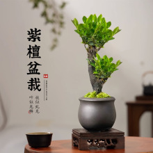 һ�����lС�~��̴�辰�Gֲ���������k���҃ȿ͏d�����Ϙ�ֲ���ļ�