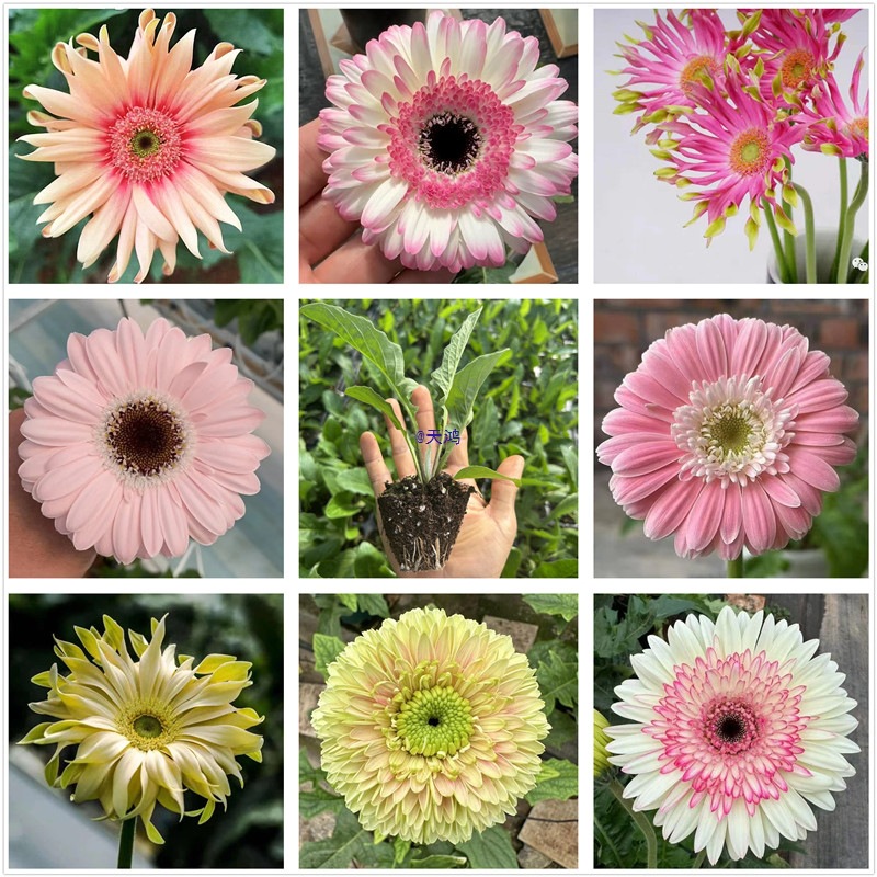 非洲菊苗卷边高杆扶郎花苗亚丁玉镜新品重瓣夏秋季开花植物包邮