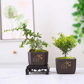 舍得塑料绿植盆栽家居摆件文竹小叶赤楠六月雪四季常青花卉花盆体