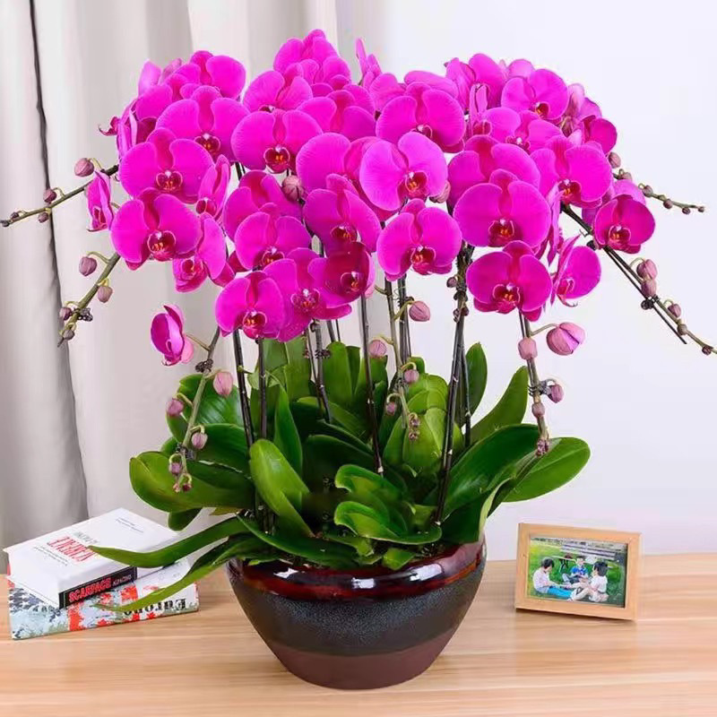 Orquídea de mariposa en las cuatro estaciones, balcón interior, oficina en maceta, flores verdes, fácil alimentación image 31