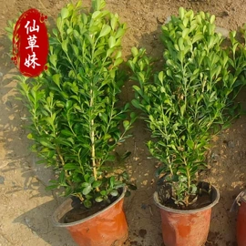 宿根花卉;一二年生花卉;灌木