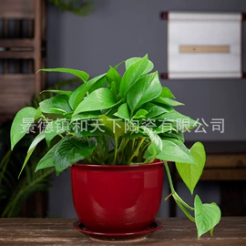 鱼缸;浴缸;花盆容器
