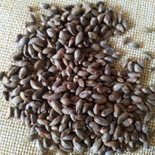 柏籽柏树籽柏树子侧柏壳装枕头的柏壳籽柏子壳枕头真货好货