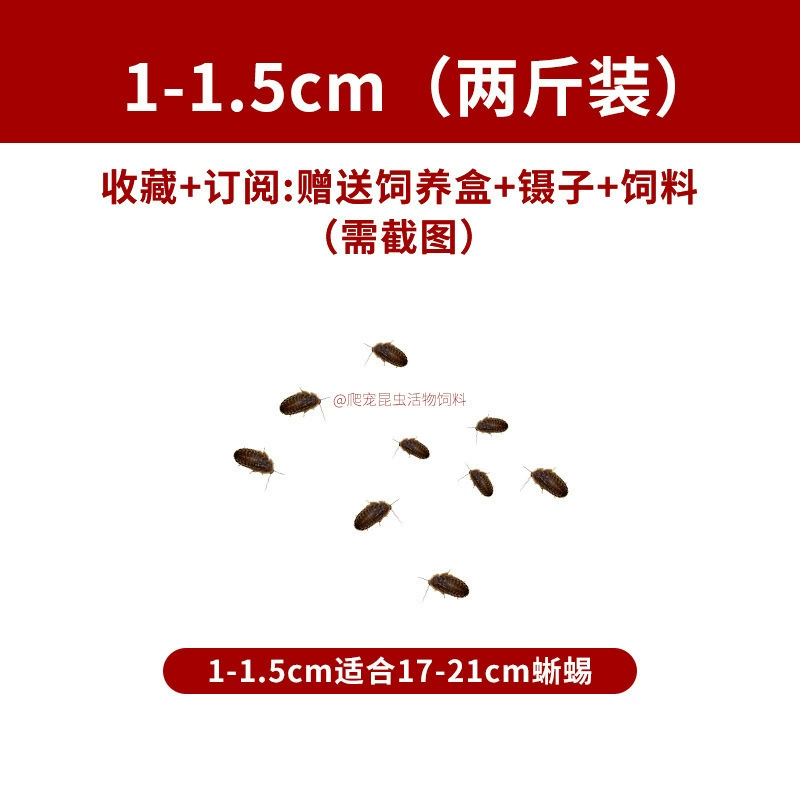 [杜比亚蟑螂昆虫爬宠活饵饲料新成体繁殖组半斤中国]