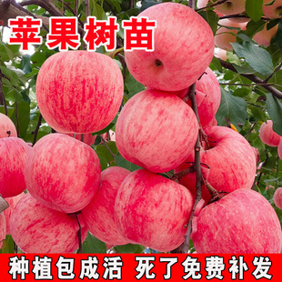 �O�����������Ϸ������Nֲ���Ա������O������簫�����䮔��Y��