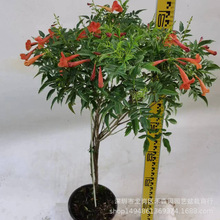 �����Ǽt�R������ͥԺ�^������ֲ��@�־��^�G���е��쾰��ľ����