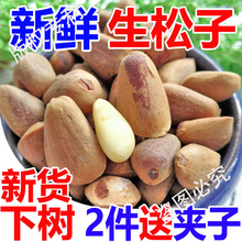 新鲜生松子未加工不开口红松新货东北松树种子鸟食鼠粮原味包邮