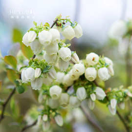 蓝莓树果苗盆栽北方南方庭院阳台种植水果树小苗 盆栽蓝莓 地栽蓝