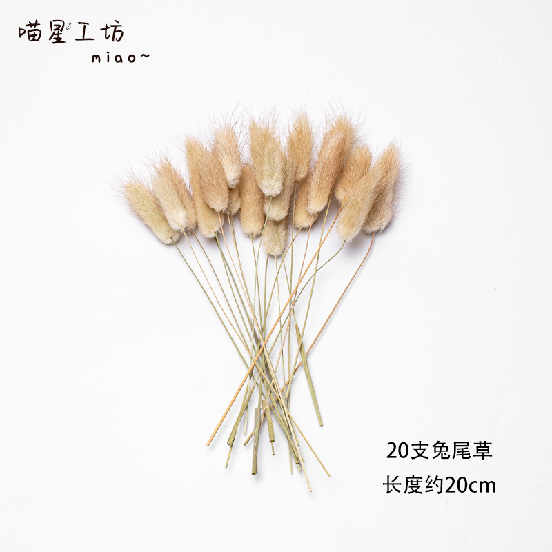 √【18元批发】猫咪丰容果实干果玩具橡果松果宠物用品天然植物丰|undefined