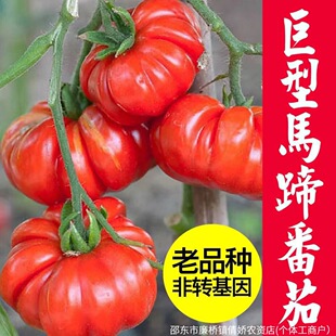 ţ�ŷ��ѷN�ӳ����R�����t���N���R�᠖�����߲����t���߲˷N��