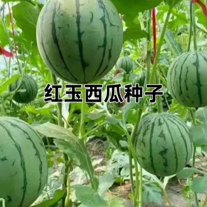 Семена арбуза для балкона, двора и огорода; семена арбуза красного нефрита для небольших арбузов; весеннее посев семян арбуза.