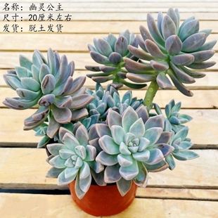 Princess Ghost Succulent Plant Yunnan Dew Cute Meat Light Snow Old Pile Indoor Office Courtyard Weidong