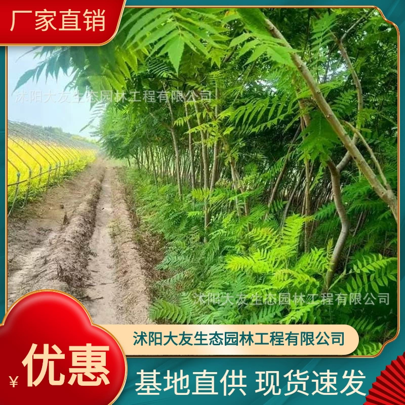 База Оптовая Продажа Саженцев Факела Саженца Живописный Район Ландшафтный Проект Дорога Сад Озеленение Саженцев