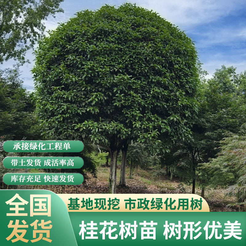 四川成都苗圃桂花树苗大量批发盆栽花卉植物浓香型沉香桂四季桂