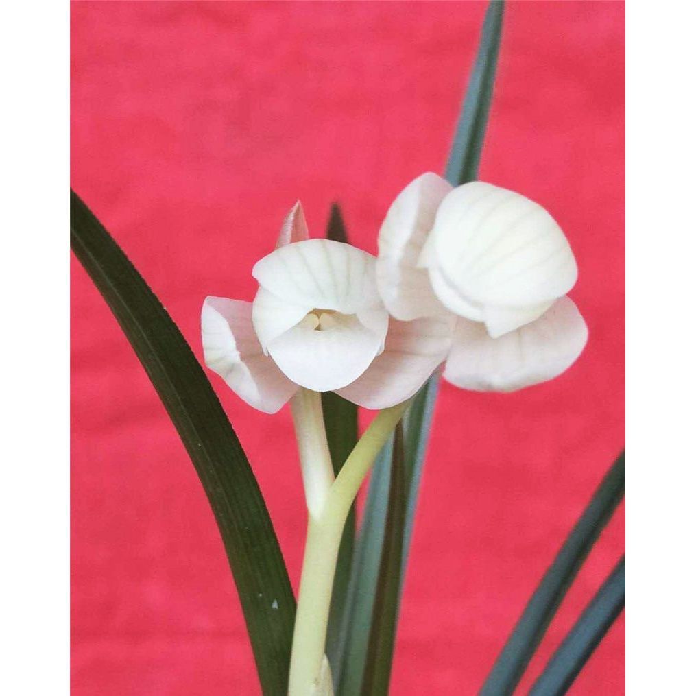 包邮云南名品兰花苗莲瓣兰永怀素阳台庭院绿植花卉兰花盆景