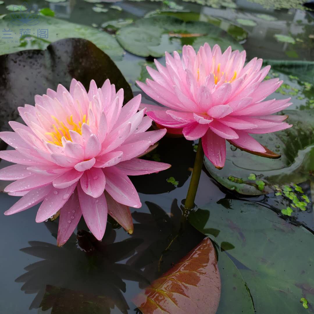 耐寒睡莲粉夹克丰大型品种 种苗花卉网