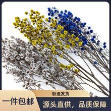虎眼绒毛球永生花干花 真花雪梅花 家居摆件插花花材 厂家批发