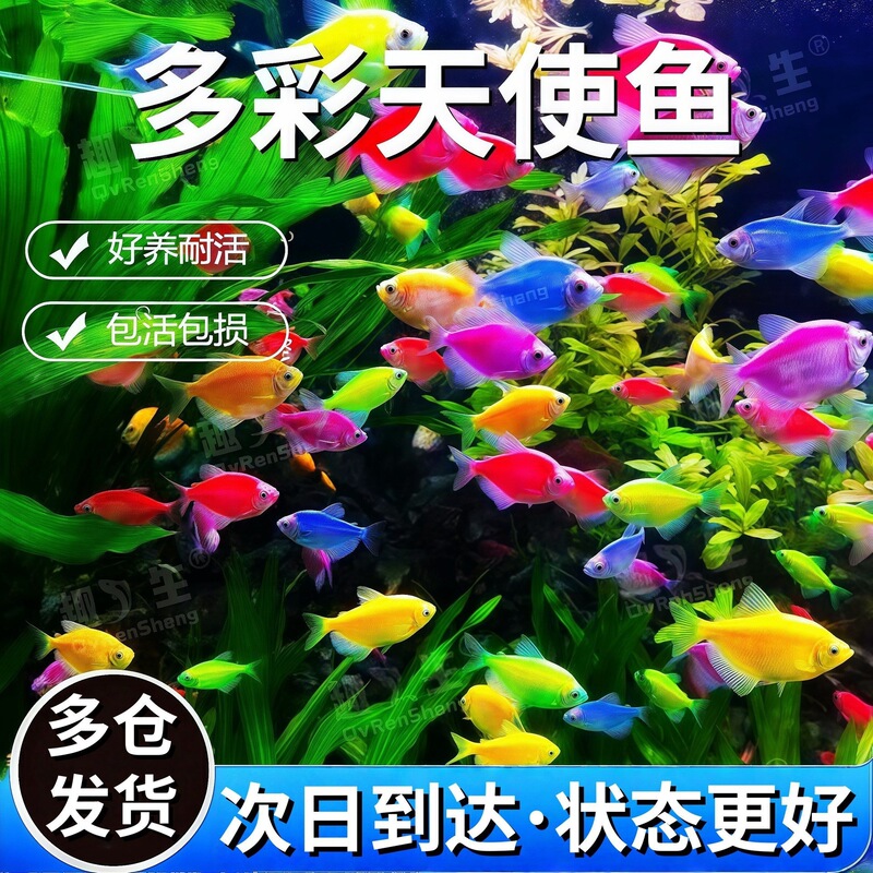 Colorful Angel Fish, Ornamental Fish, Shoaling Fish, Small Freshwater Fish, Easy to Care For, Hardy Tropical Fish for Beginners