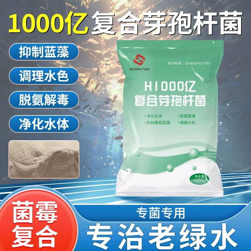 Аквакультура 100 миллиардов соединение Bacillus очистки воды ингибирование мох голубых водорослей микробный агент