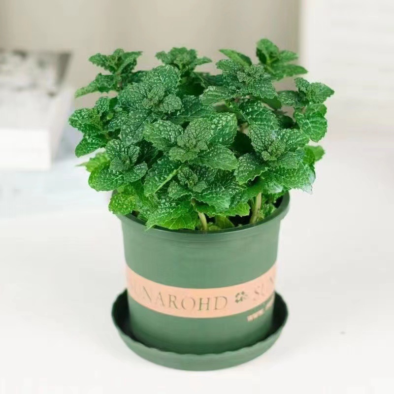 Mint potted edible lemon mint leaf hydraulic plant rosemary green…
