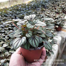 ��ȸ�������Լt��ʯ����Ƥ�����҃��k������ꎶ���G�^�~С�Gֲ