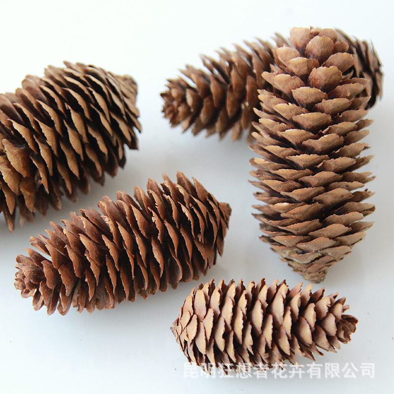 Màu cơ bản của quả thông dài/vân sam nhỏ [5 cái trong một túi, khoảng 4-6cm]