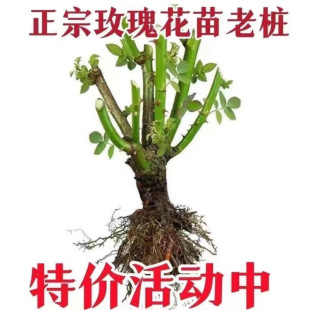 Yunnan straight hair new rose old pile rose rose flower seedlings four seasons fragrant big flower flap Valentine's Day easy to live