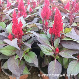 �r��ݻ��u�ڻ� �t�~һ֧�P �G�~һ֧�P ���o�t ���ݲݻ�