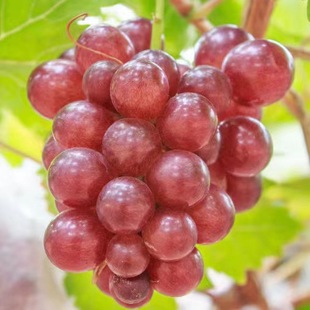 ���ј��m�ش�޷�����������ꖹ�õ�����ј��籱�Ϸ��Nֲ�������