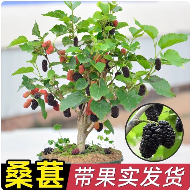 桑葚盆栽树苗结果四季桑树养蚕新鲜食用桑叶花卉绿植阳台果树大苗