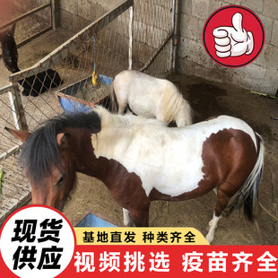 ���^����@�T���^�p���_�R���w ���㌙���R�r�� ���ۼ��NС�_�R