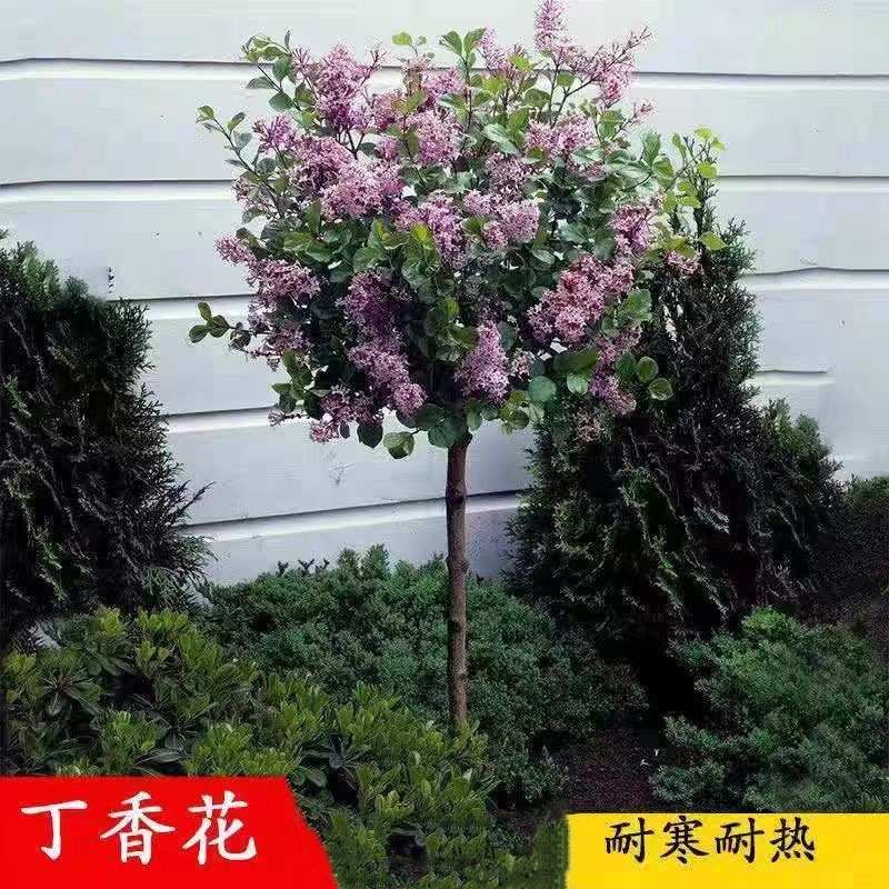 丁香花树苗耐寒耐热庭院四季开花地栽植物花卉苗工程绿化苗木盆栽