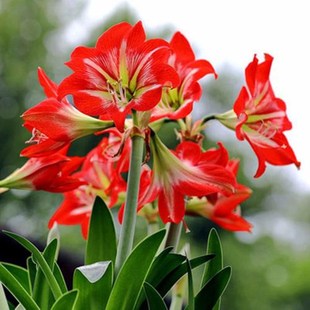 Amaryllis Red Bulb Pair Lotus Southern Clivia Indoor Potted Bonsai Soil Zhu Seed Bulb
