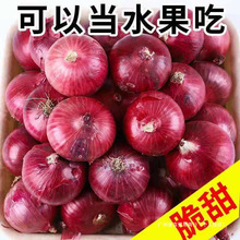 农家现挖水果洋葱5斤脆甜紫皮新鲜蔬菜圆葱头整箱包邮优普通洋葱