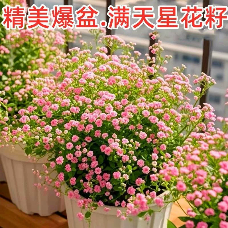 Семена гипсофилы — это изысканные и взрывные семена цветов для всесезонного посева, легко выращиваемые в помещении и на открытом воздухе, семена цветов в горшках для балконов.