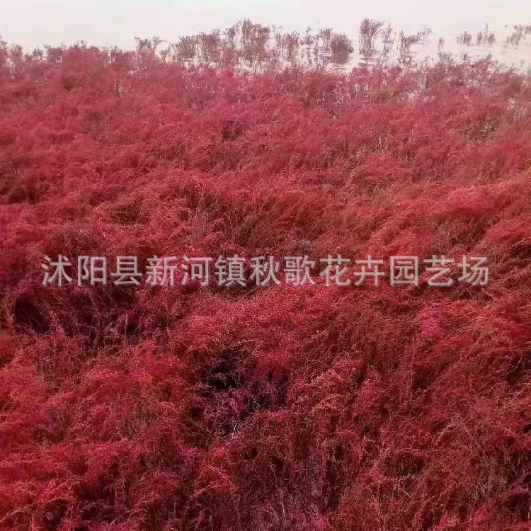 Суаэда Сальса семена травы нехватка соли нехватка овощей щелочь растительная соляная земля Суаэда семена сальсы песчаные пустоши засоленный-щелочной контроль толерантности улучшение почвы