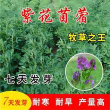 ϻޣݷNļ߮aòBֳ̲ݽsuZ